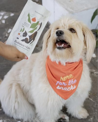 BOTANICAL BONES Dog Treats - Organic Peanut Butter, Allergen-Free, 2-Pack, 10 Calorie Treats - Image 2